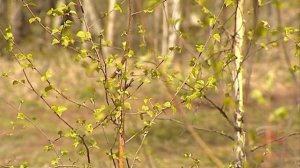 Трехлапый медведь сбежал из иркутского питомника К 9