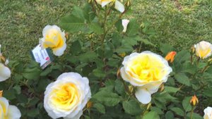 Poulsen Rose - Stockholm