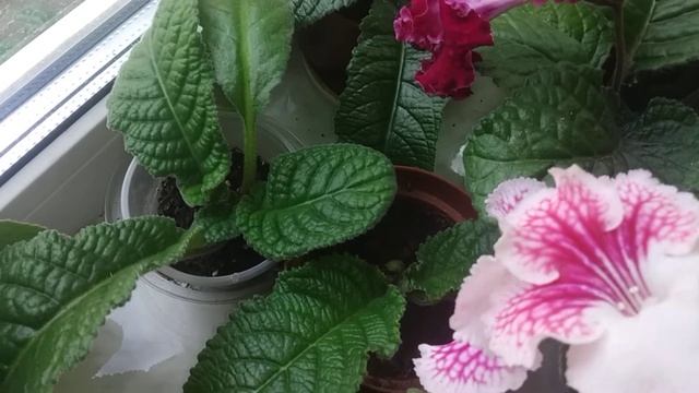 Обзор моих стрептокарпусов на подоконнике часть 1. смотреть онлайн