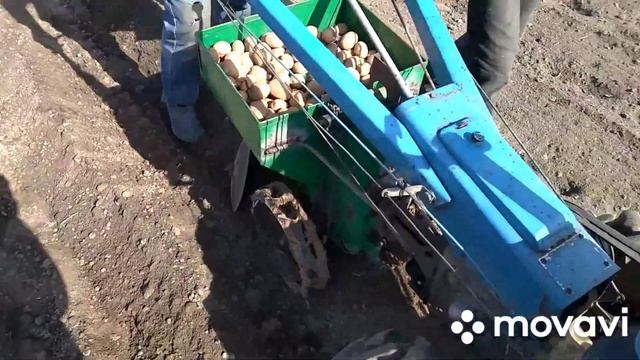Посадка картофеля однорядной картофелесажалкой.