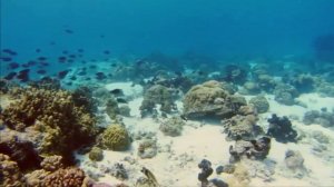 Релакс видео.Подводный мир.