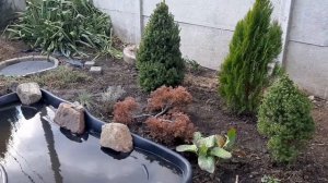 Как организовать садовый пруд.