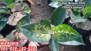 OBRAL AGLONEMA MURAH TANIAN SENDIRI | COCOK BUAT PEMULA |