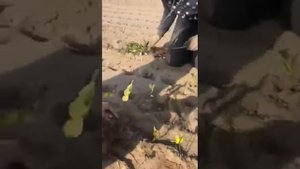 Посадка кизильника блестящего однолетки. Фабрика растений Никитенко.
