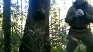 прикол.... (урок как надо правильно сбивать шишку с кедра):))))