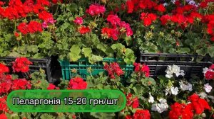 Ціни на саджанці квітів🌼🌹🌸 08.06.22