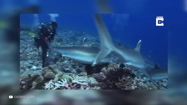 Самое Страшное Морское Существо в Истории смотреть онлайн