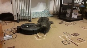 Кот мейн кун и робот пылесос