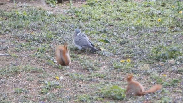 «ЛЕСНАЯ ОБЕЗЬЯНА» ИЛИ БЕЛКА ОБЫКНОВЕННАЯ ГОРОДСКАЯ смотреть онлайн