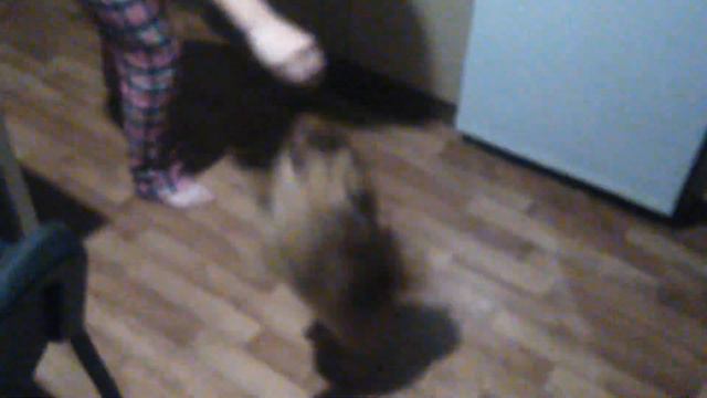 ЧИВАС танцует!!!😀😀😀😀☺ смотреть онлайн