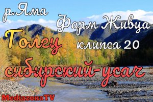 Русская Рыбалка 4 Где КЛюет р.Яма Голец сибирский-усач 1.02.23