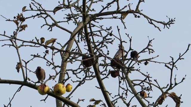 Svirbeliai (Bombycilla garrulus) смотреть онлайн