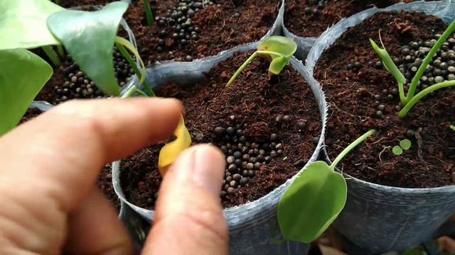 Cùng ngắm trầu bà lá xẻ ươm hạt - ráy var - alocasianfrydek смотреть онлайн