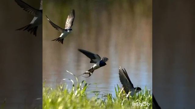 Рисование часть 1. Ласточка смотреть онлайн