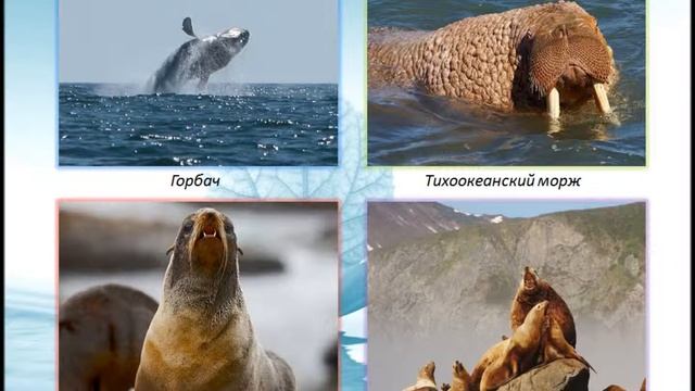 Кроноцкий заповедник смотреть онлайн