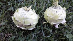 Кольраби. Салат из кольраби.