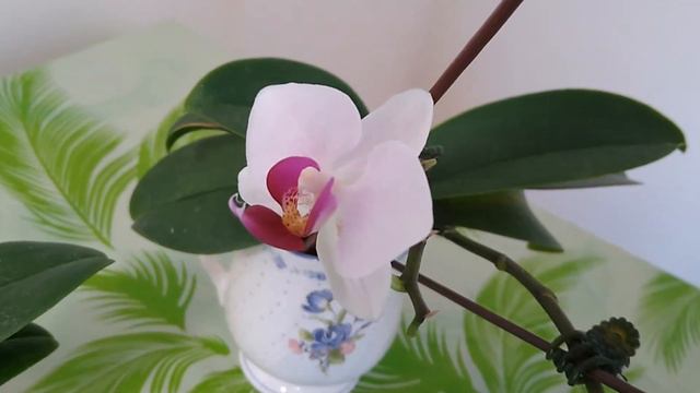 Good news of my mini phalaenopsis（English version） смотреть онлайн