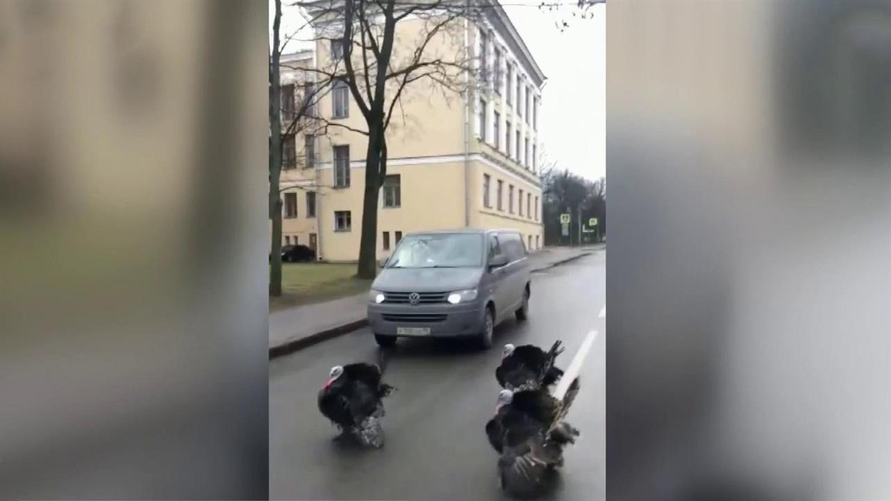 В городе Пушкине дорожную ситуацию внезапно осложнили индюки