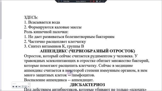 33_Пищеварительная система_2