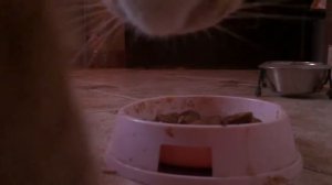 Как едят животные? / How animals eat?