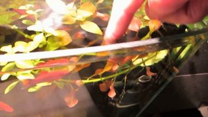 Растения в аквариуме.