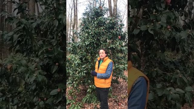 Affordable Tree Planting Ideas -Camellia japonica www.outdoorimagesinc.com смотреть онлайн