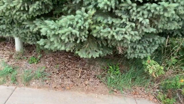 Посетили Safari Park | Куда сходить в Небраске? Влог из Америки смотреть онлайн