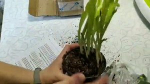 Садовая орхидея. Циприпедиум