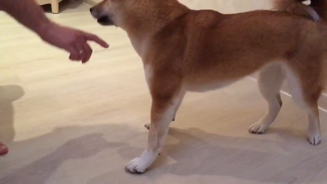 Сиба ину Эми. Изучаем команду Кувырок. смотреть онлайн