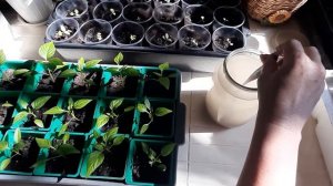 "Секретная подкормка Рассады". Крепкая и Коренастая рассада после натуральной подкормки. Проверенно