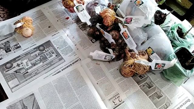 Посылка из Садового мира. Ип Корчагин. Нарциссы и тюльпаны. Рекомендую смотреть онлайн