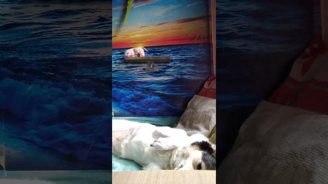 Расслабляющий Массаж Для Животных смотреть онлайн