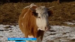 Свою ферму открыла семья в Эхирит Булагатском районе