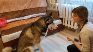 Фурминатор.Как вычесать хаски.Лучшая расческа для хаски!Уход за хаски. Вычёсывание собаки.