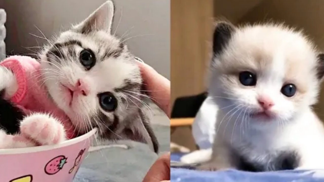 Смешные Приколы с животными! Маленькие котята!