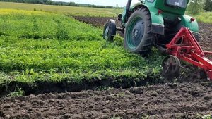 Летняя вспашка по траве трактором Т-40АМ