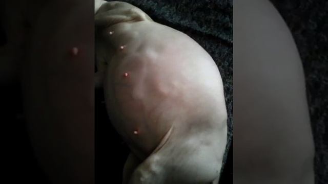 Беременная кошка-сфинкс смотреть онлайн