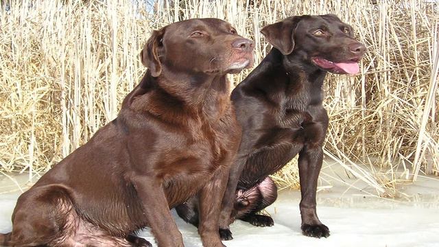 7 самых умных собак, которые были выведены специально для охоты