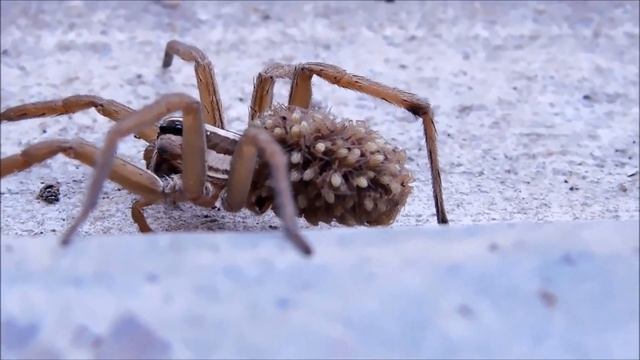 How Wolf Spider Giving Birth To 100 Babies смотреть онлайн