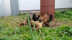 КУЧИНСКАЯ ЮБИЛЕЙНАЯ моя порода кур