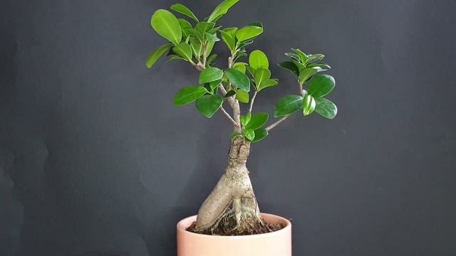 Wiring Ficus Ginseng Bonsai - Ficus Microcarpa смотреть онлайн