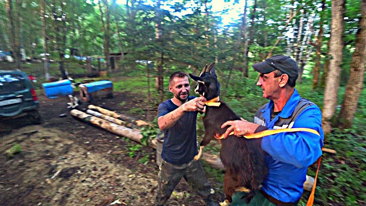 ХОЗЯЙСТВО ПОПОЛНЯЕТСЯ НА ПАСЕКЕ В ТАЙГЕ)) смотреть онлайн