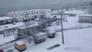 Кактус Маммиллярия и её виды в моей коллекции.