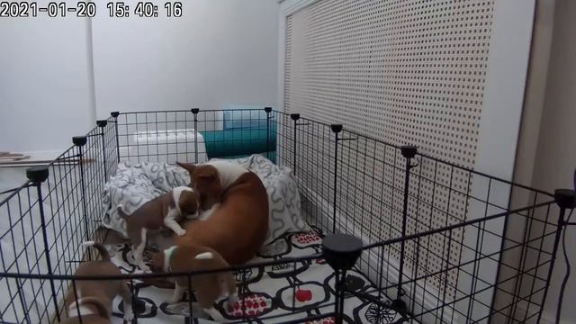 Прямая трансляция Щенки Басенджи смотреть онлайн