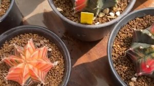 Обзор Вариегатных кактусов - Уход за кактусами