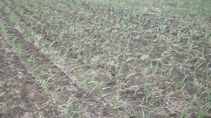 Устройство для прополки чеснока.