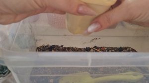 состав моего грунта. посадка эхеверий.