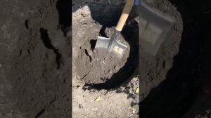 ПОСАДКА ГОРТЕНЗИИ ВАНИЛА ФРАЙЗ