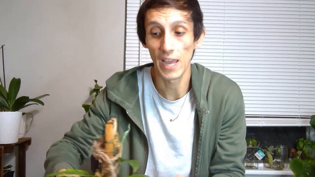 November Favorites Orchids, Dischidia, Philodendrons+ More смотреть онлайн