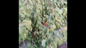 Cлива Содружество